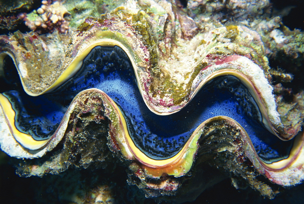 Close-up of a giant clam's mouth, Red Sea, Middle East