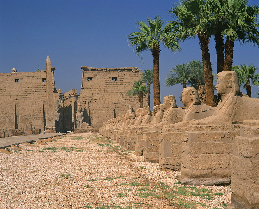 The Avenue of Sphinxes, leading to the Colossi of Ramses II, guarding Luxor Temple, Luxor, Thebes, UNESCO World Heritage Site, Egypt, North Africa, Africa