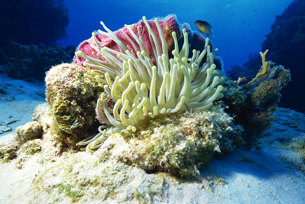 Sea anenome, Caribbean Sea, Central America