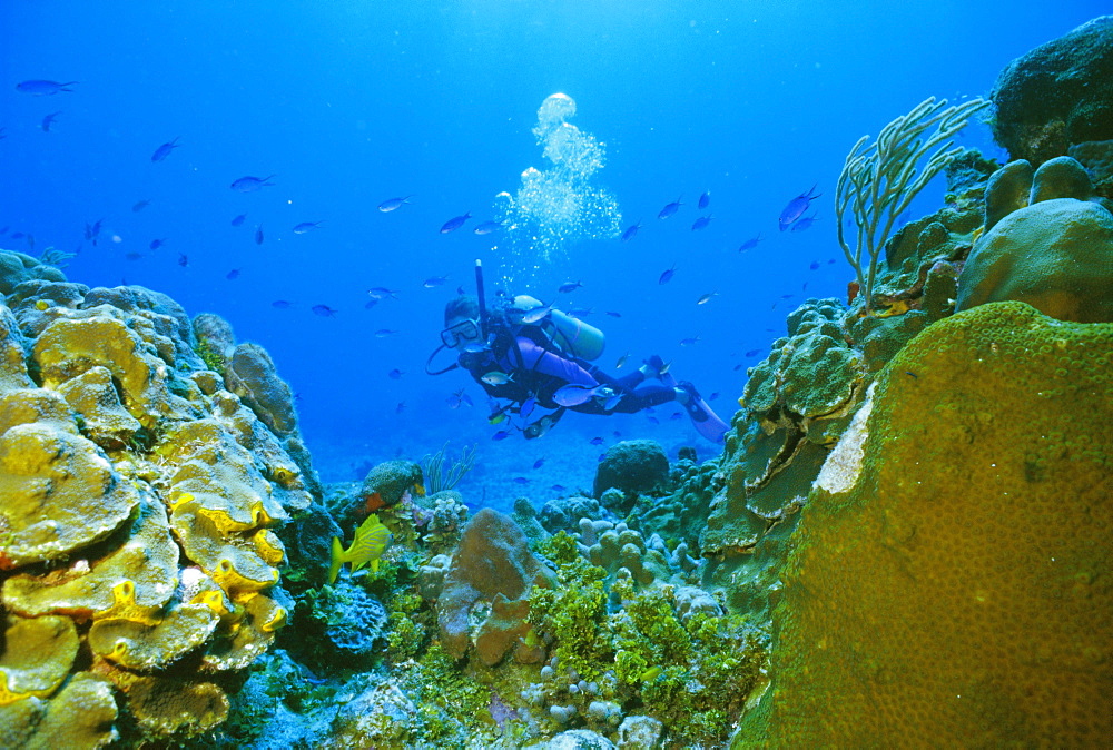 Underwater diver and corals, Cozumel Island, Mexico