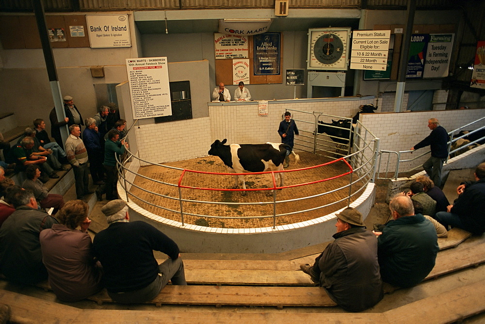 Skibbereen cattle auctions, County Cork, Munster, Eire (Republic of Ireland), Europe