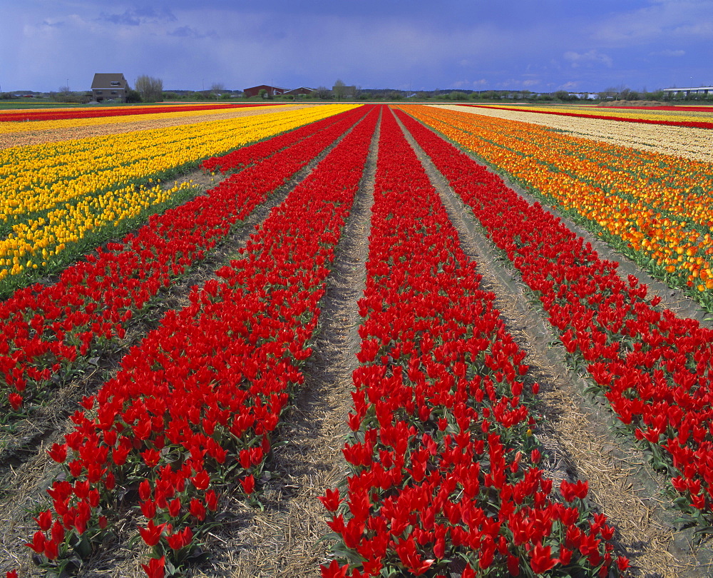 Tulip fields, Nordwijkerhout, Holland (The Netherlands), Europe