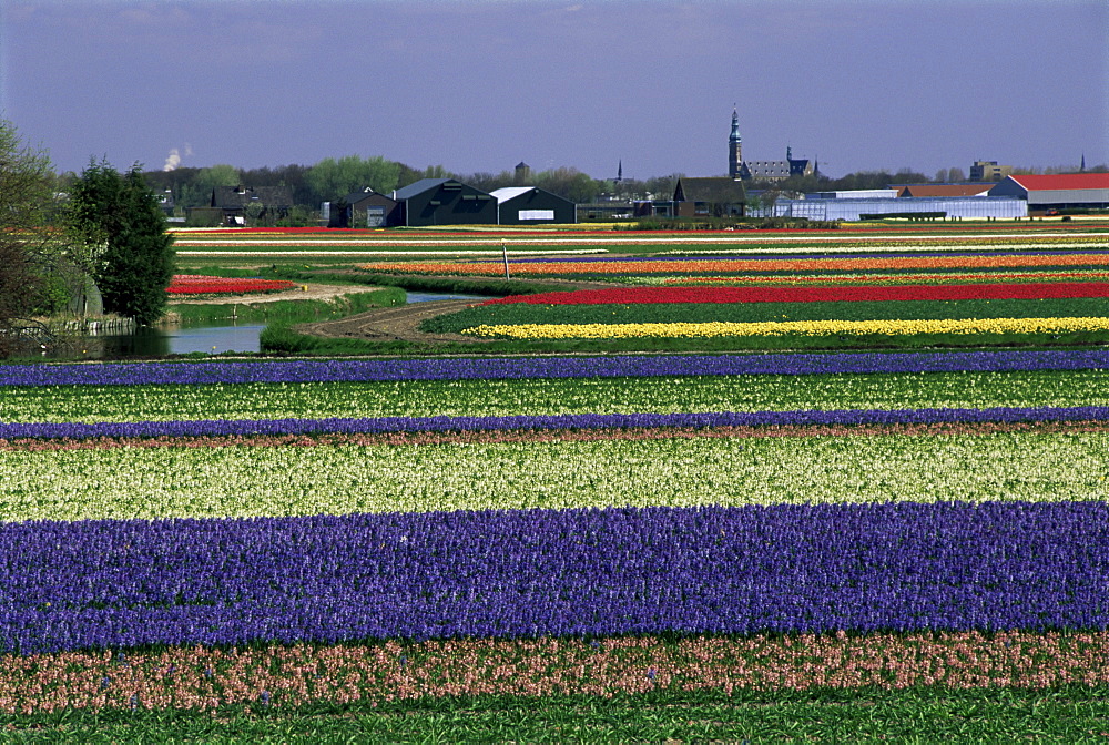 Tulip fields, Sassenheim vicinity, Holland, Europe