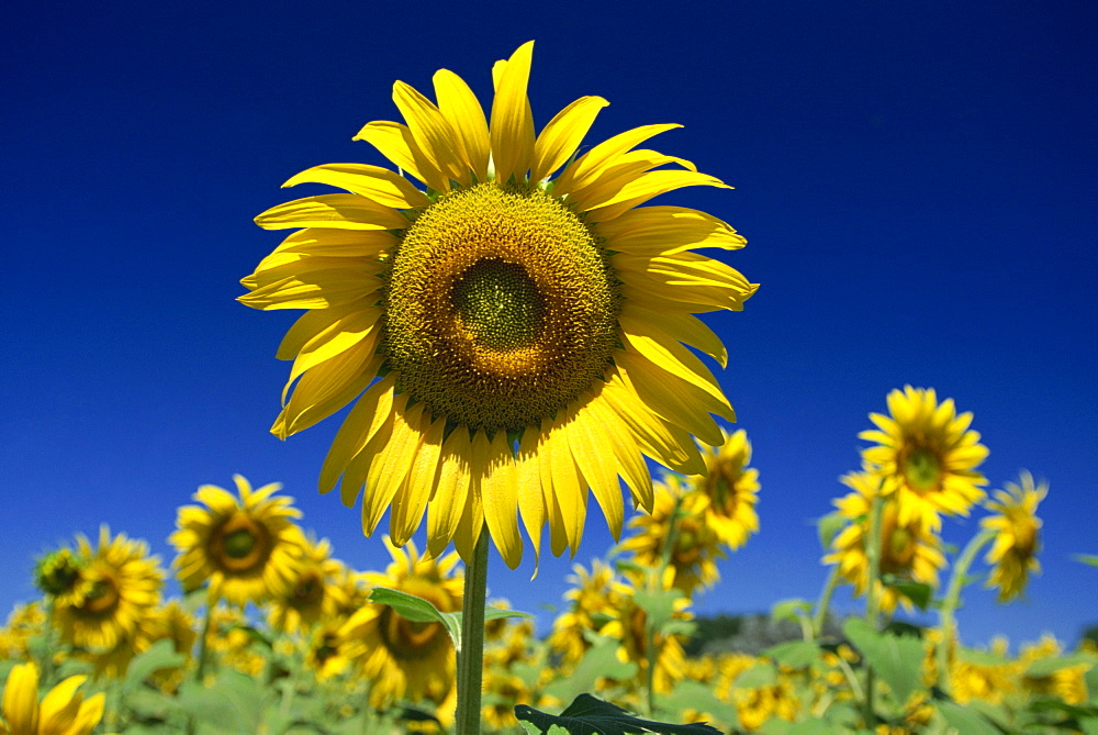 Close-up of sunflower in a field of flowers in Tuscany, Italy, Europe