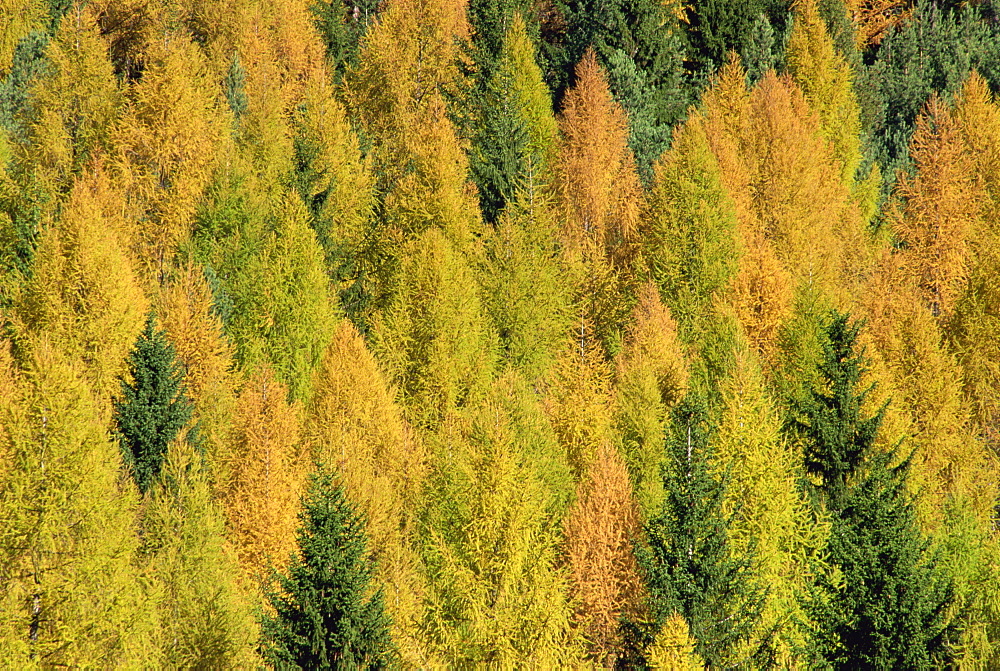 Trees in autumn colours in the Dolomites in Trentino Alto Adige, Italy, Europe