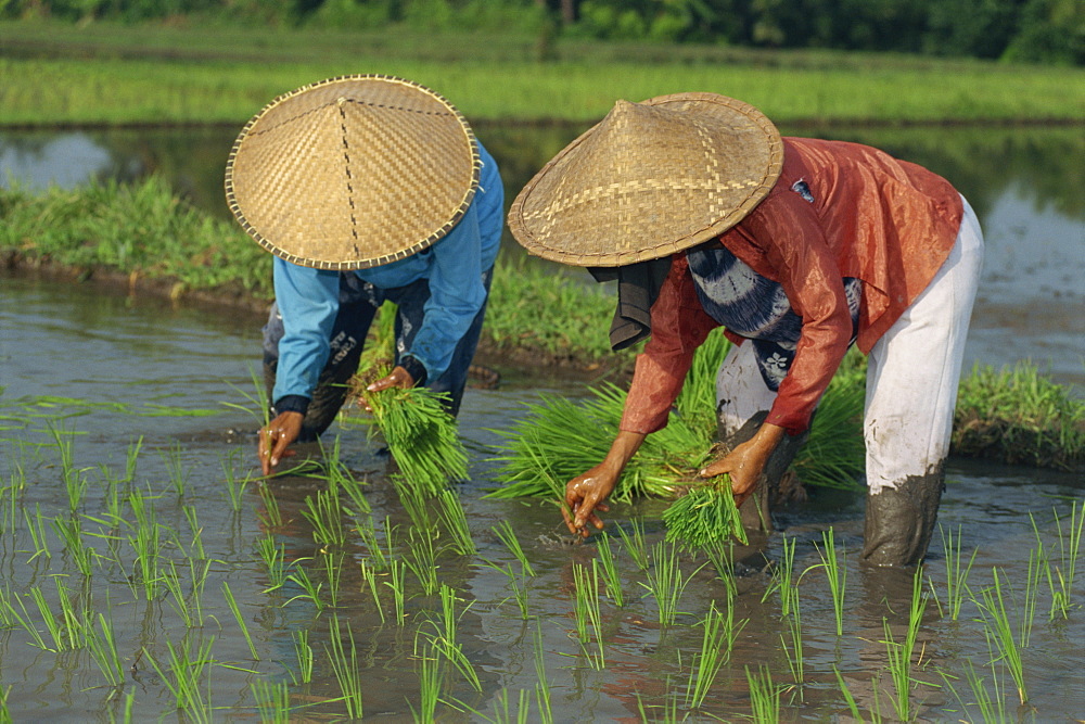 Two people rice planting, Bali, Indonesia, Southeast Asia, Asia