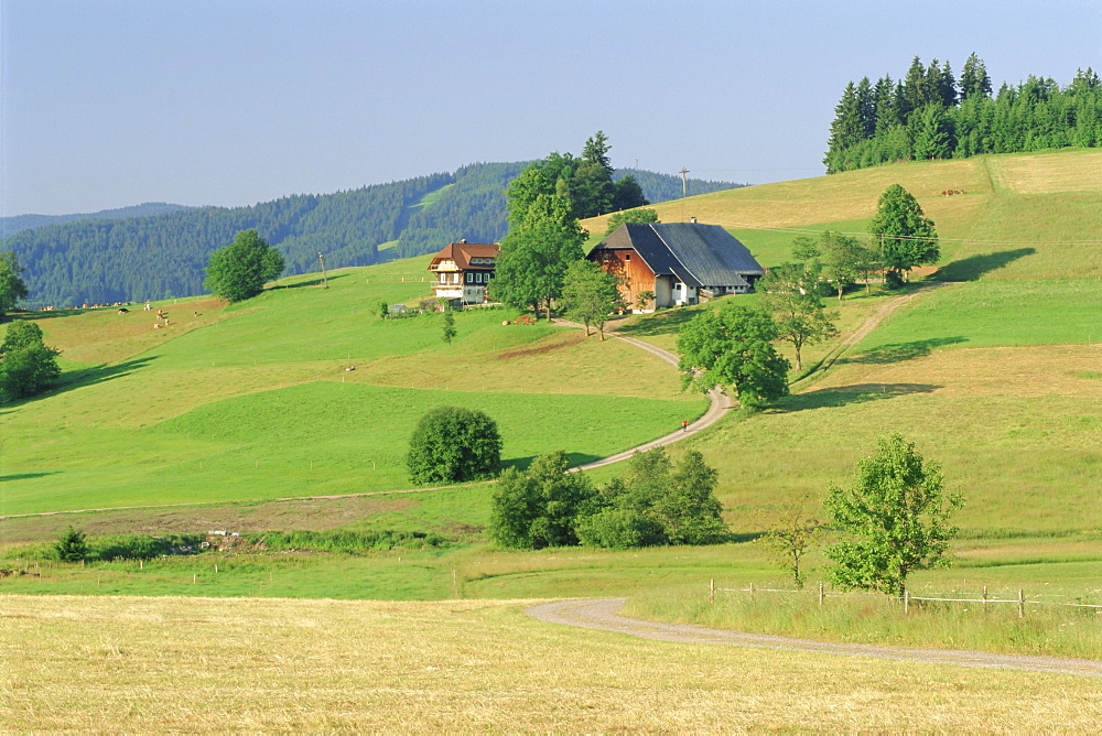 Scene in the Black Forest (Schwarzwald), Baden-Wurttemberg, Germany, Europe