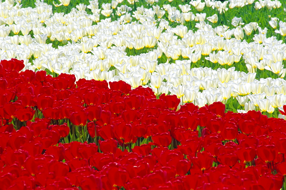 Tulip fields near Lisse/Keukenhof, Holland