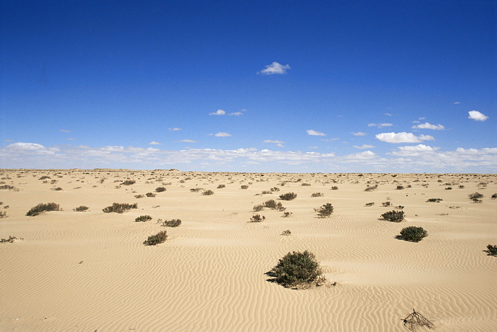 Desert between Moroccan border and Nouadhibou, Mauritania, Africa