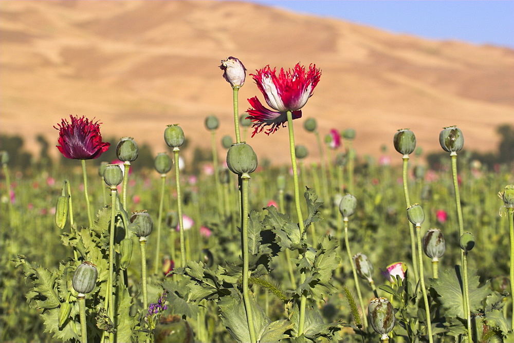 Poppy field between Daulitiar and Chakhcharan, Afghanistan, Asia