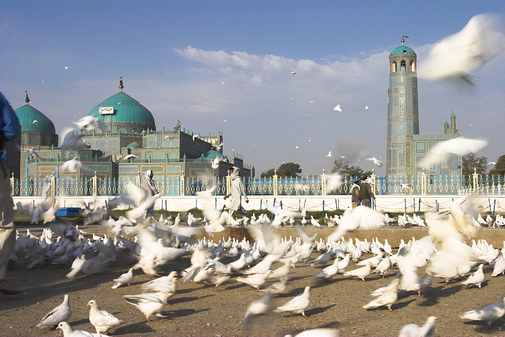 Famous white pigeons at the Shrine of Hazrat Ali, founded by the Seljuks in the 12th century, Mazar-I-Sharif, Afghanistan, Asia