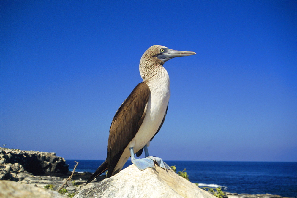 Blue-footed booby, South Seymour Island, Galapagos Islands