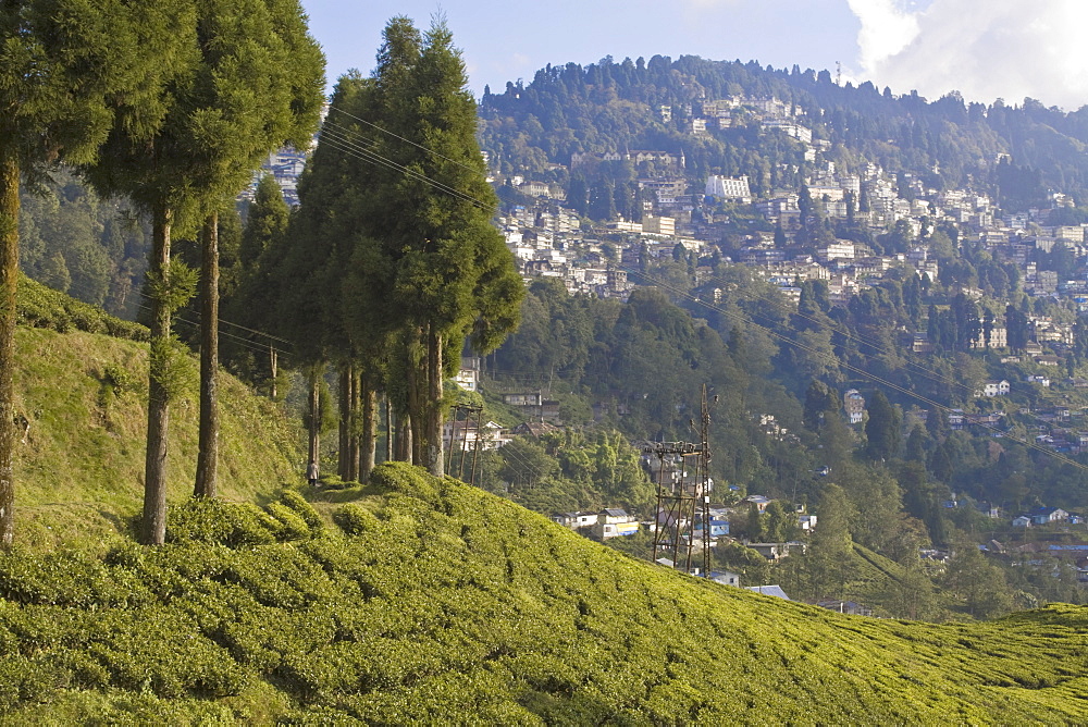 Happy Valley Tea Estate, Darjeeling, West Bengal, India, Asia