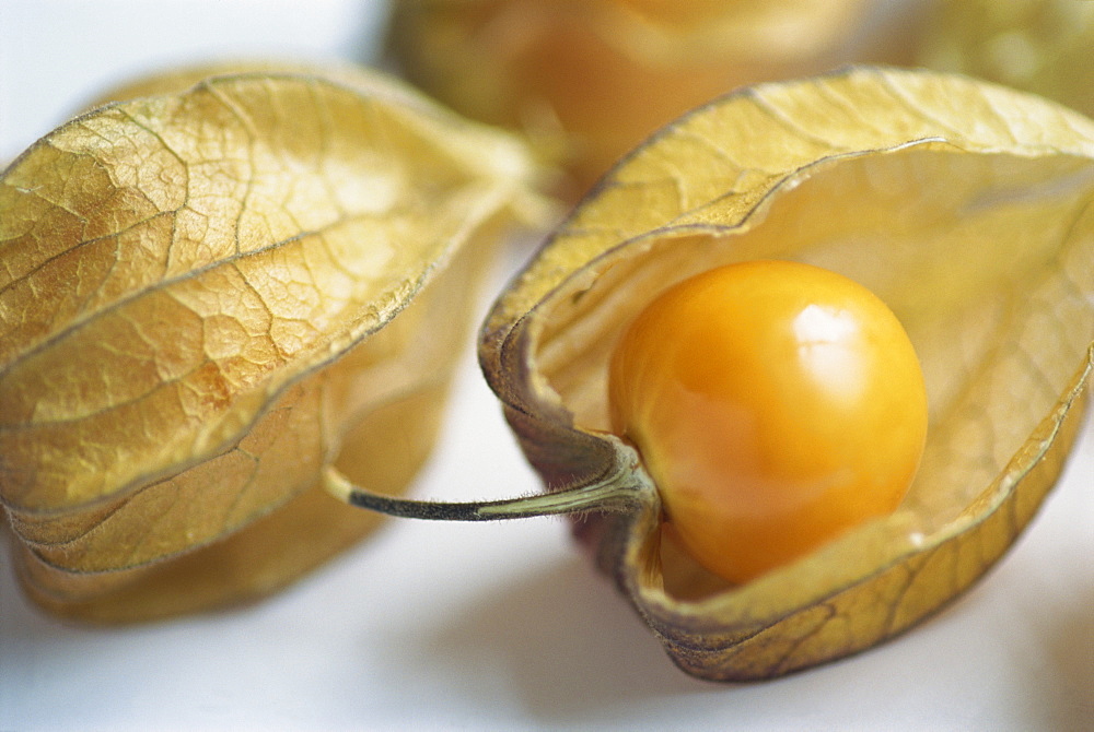 Chinese lantern fruit (physalis)