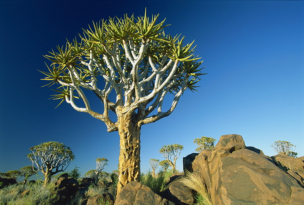 Quivertrees (kokerbooms) in the Quivertree Forest (Kokerboomwoud), near Keetmanshoop, Namibia, Africa