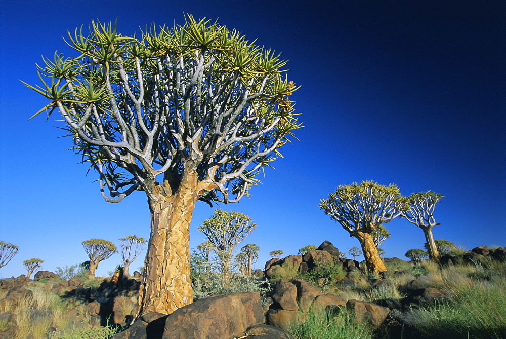 Quivertrees (kokerbooms) in the Quivertree Forest (Kokerboomwoud), near Keetmanshoop, Namibia, Africa