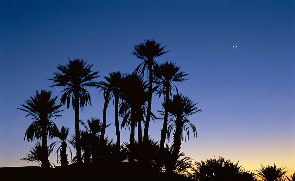 Palm trees in silhouette at dawn, on edge of Sahara Desert near Morocco, North Africa 