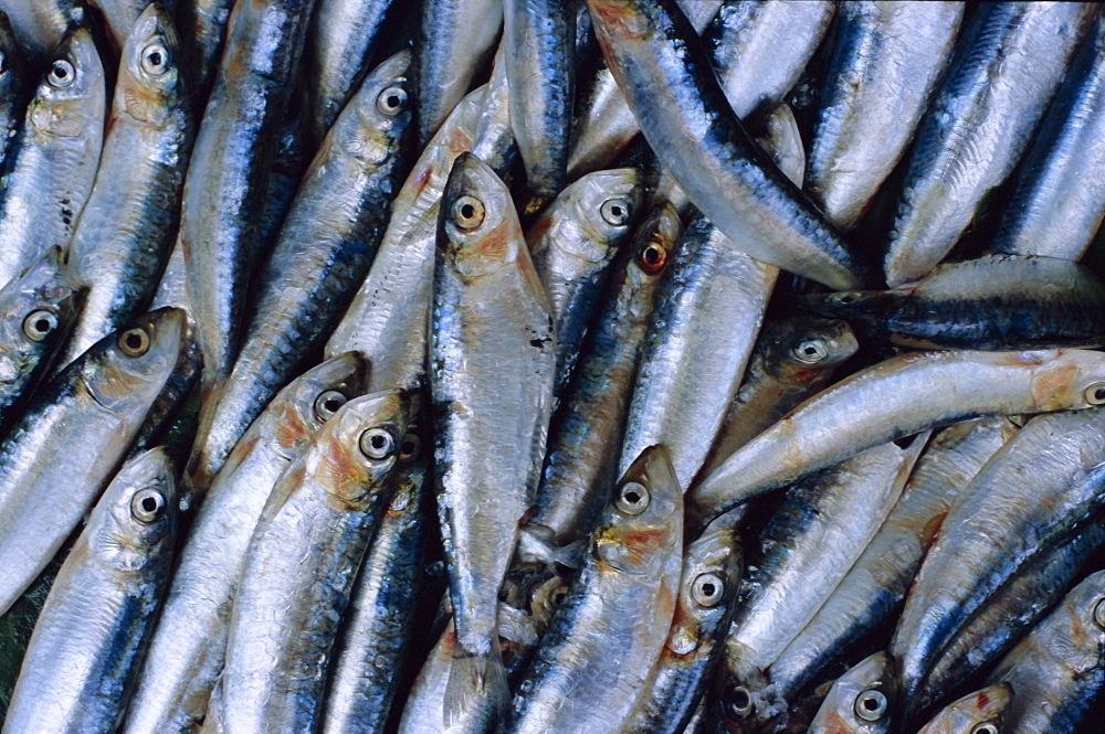 Fish in fish market, Istanbul, Turkey, Europe