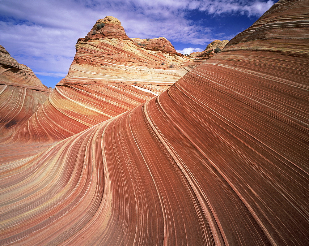 Sandstone wave, Paria Canyon, Vermillion Cliffs Wilderness, Arizona, United States of America (U.S.A.), North America