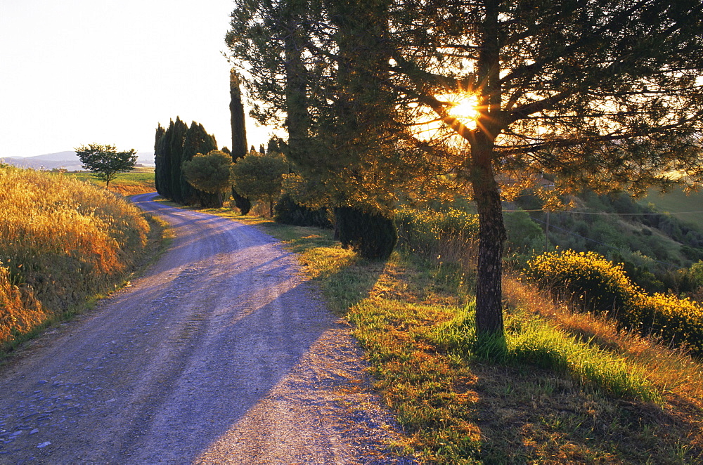 Country lane at sunrise, with sun shining through trees, near Pienza, Tuscany, Italy, Europe