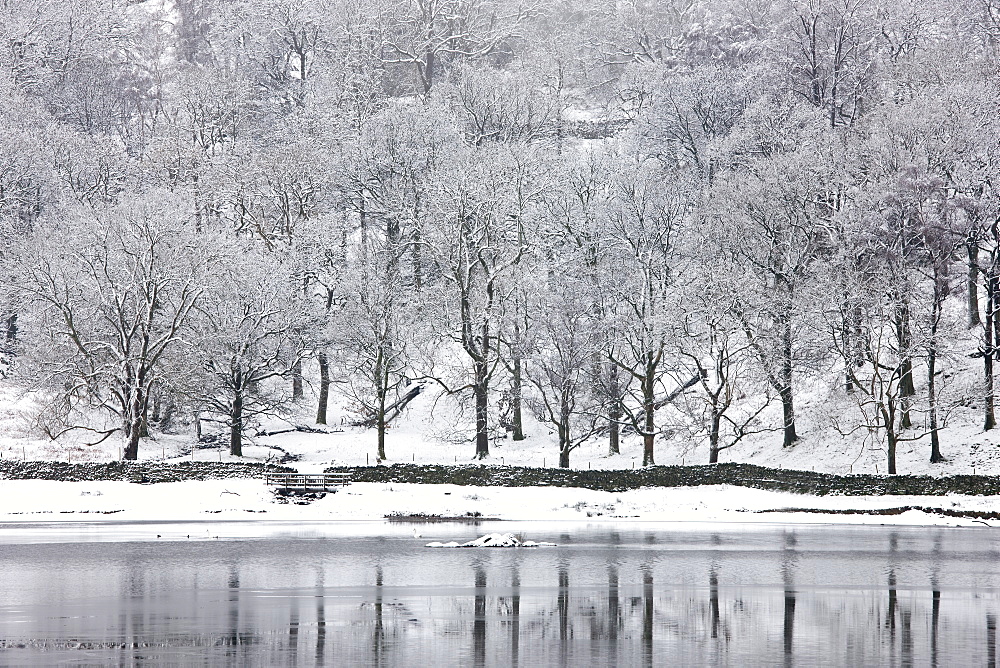 Snow-covered trees on the shore of Rydal Water, near Ambleside, Lake District National Park, Cumbria, England, United Kingdom, Europe