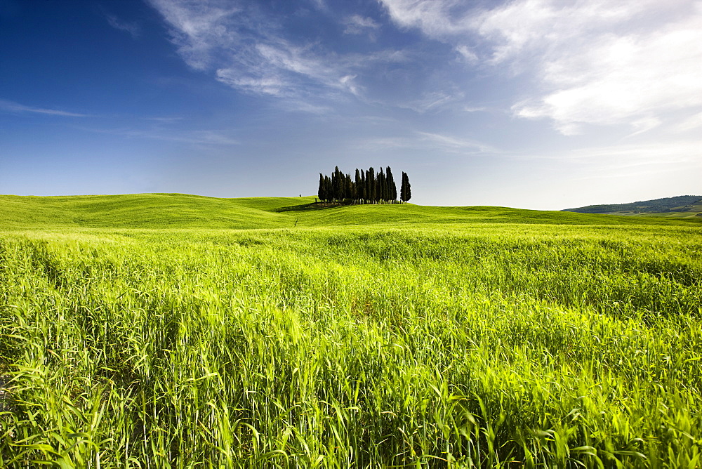 Group of cypress trees on ridge above field of cereal crops, near San Quirico d'Orcia, Tuscany, Italy, Europe