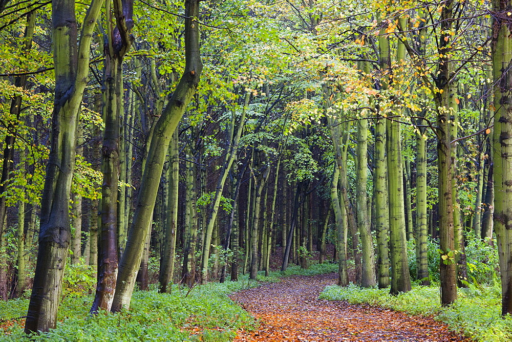 Leaf-covered path through beech woodland in autumn, Alnwick, Northumberland, England, United Kingdom, Europe