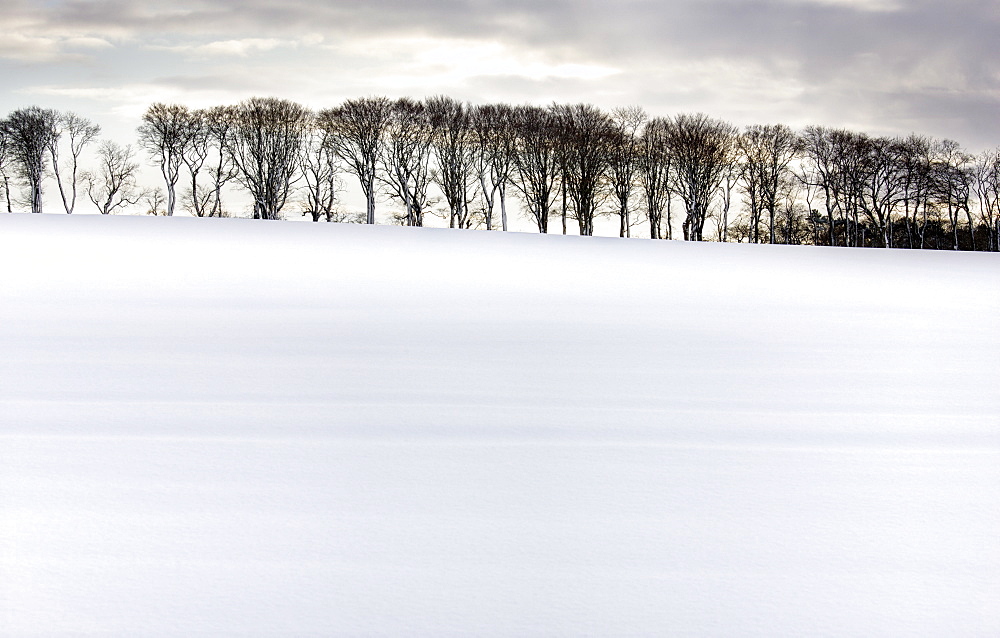 Row of trees in silhouette on edge of snow-covered field, Rock, near Alnwick, Northumberland, England, United Kingdom, Europe