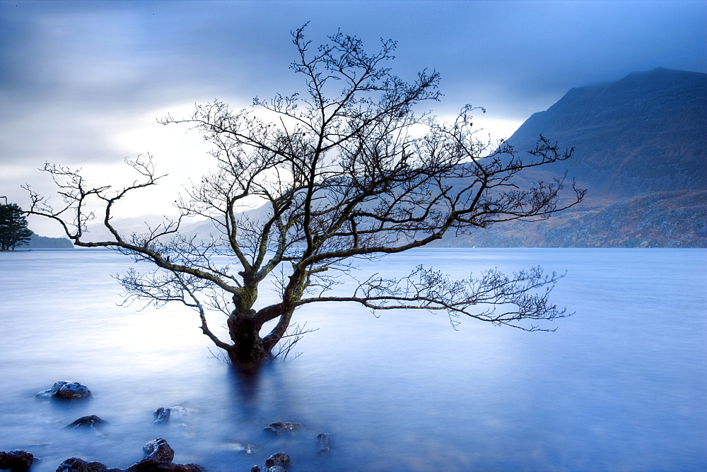 Partially submerged tree in Loch Maree on a stormy day, near Poolewe, Achnasheen, Wester Ross, Highlands, Scotland, United Kingdom, Europe