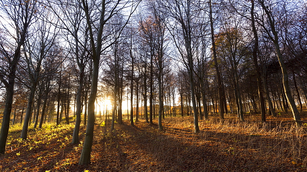 Late afternoon winter sunlight shining through trees in woodland at Longhoughton, near Alnwick, Northumberland, England, United Kingdom, Europe