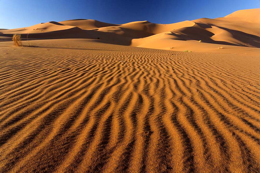 Orange sand dunes and sand ripples, Erg Chebbi sand sea, Sahara Desert near Merzouga, Morocco, North Africa, Africa