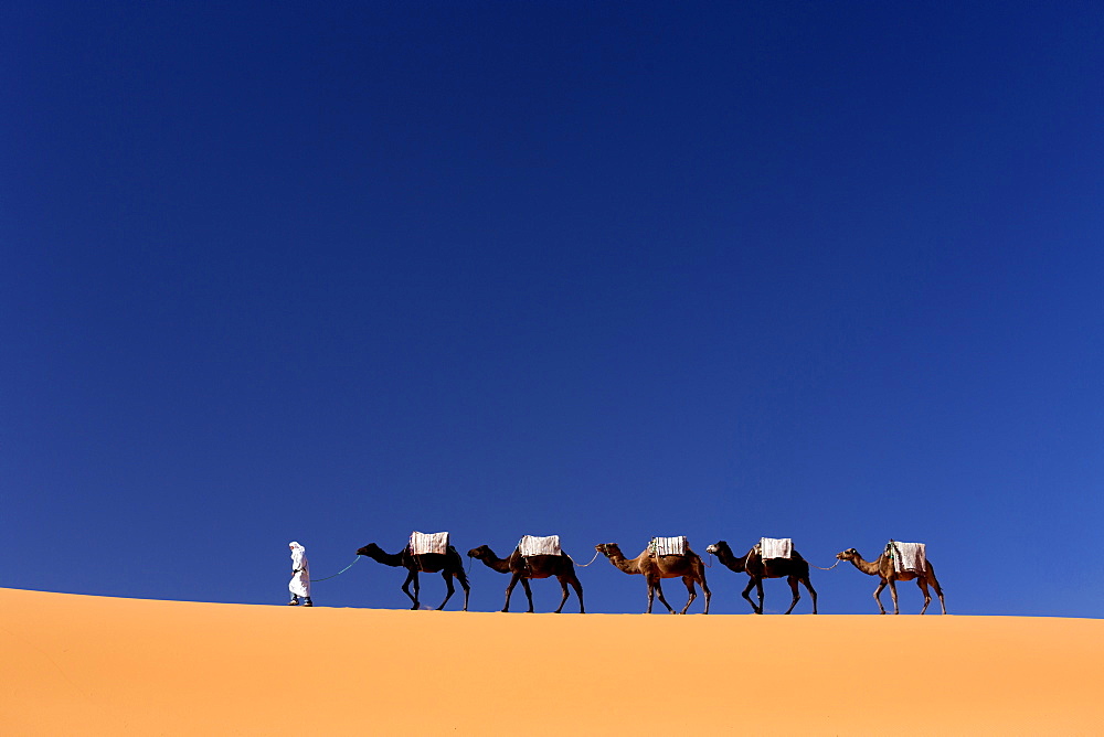 Berber man leading a train of camels over the orange sand dunes of the Erg Chebbi sand sea, Sahara Desert near Merzouga, Morocco, North Africa, Africa