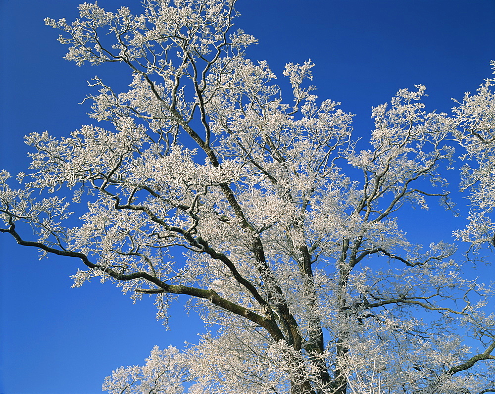 Frosty branches and blue sky at Thorney near Peterborough, Cambridgeshire, England, United Kingdom, Europe