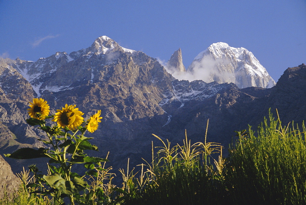 Looking towards Ultar Peak, sunflowers in the foreground, Hunza Valley, Pakistan