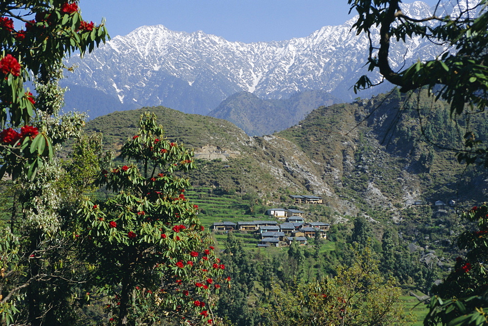 Gaddi village, Dhaula Dhar Range, western Himalayas, India, Asia