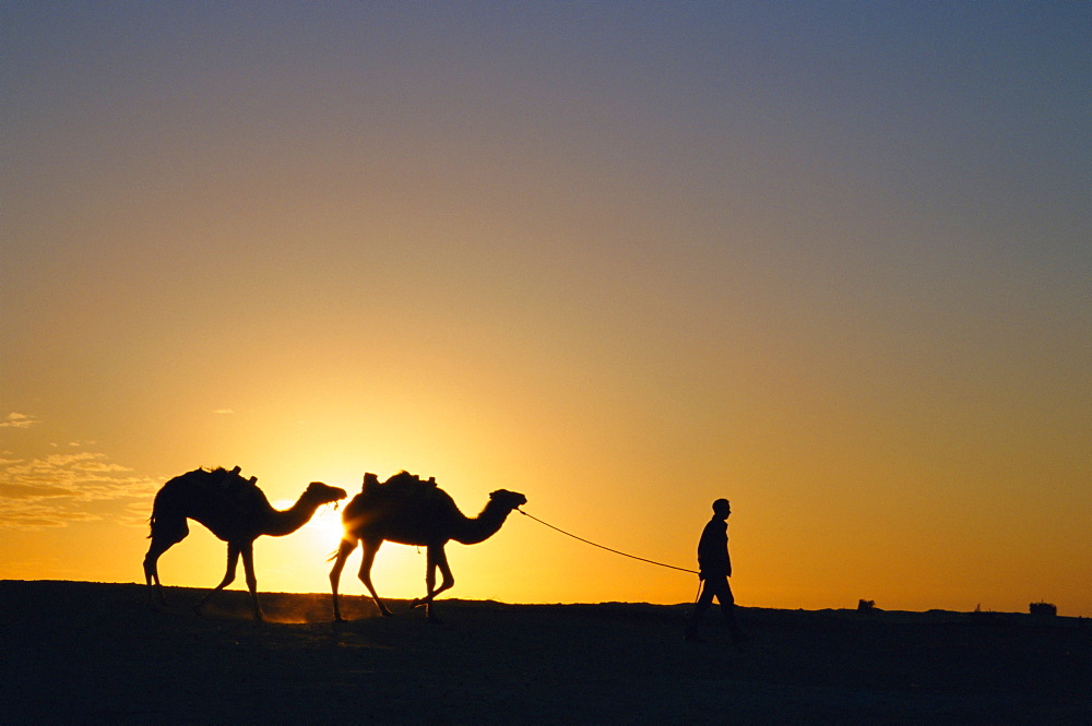 Camels and guide, Zaafrane, Tunisia, North Africa