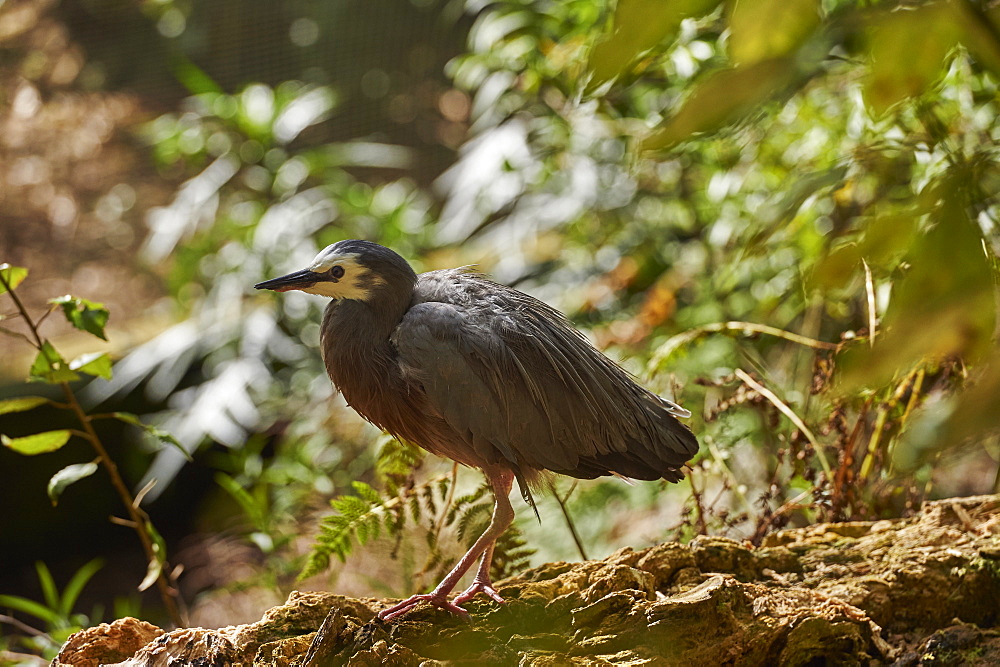 A young White-faced Egret strolls through woodland near Auckland, North Island, New Zealand, Pacific