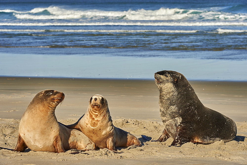 A male New Zealand sea lion (Hooker's sea lion) guards juvenile females of the species on Allans Beach, Otago Peninsula, Otago, South Island, New Zealand, Pacific