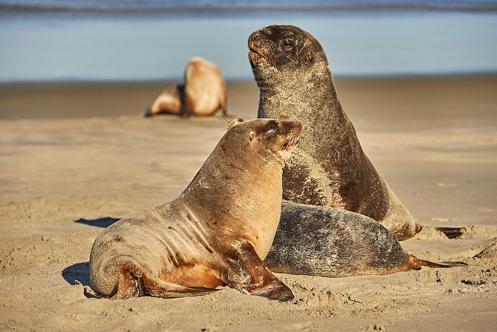 A male New Zealand sea lion (Hooker's sea lion) guards juvenile females of the species on Allans Beach, Otago Peninsula, Otago, South Island, New Zealand, Pacific