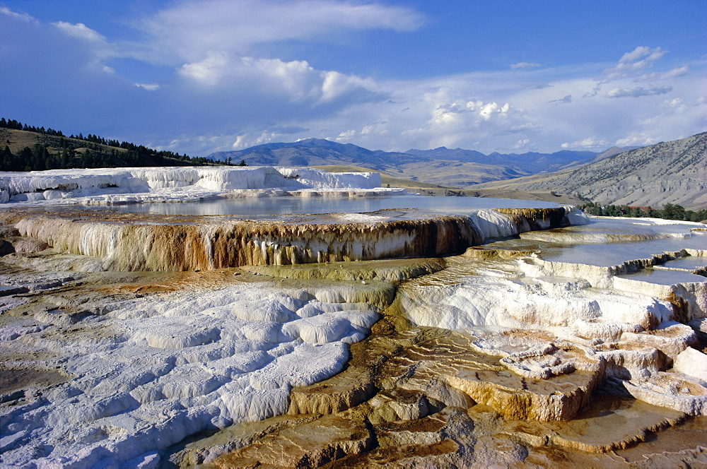 Minerva Terrace, Mammoth Hot Springs, Yellowstone National Park, UNESCO World Heritage Site, Wyoming, United States of America (U.S.A.), North America