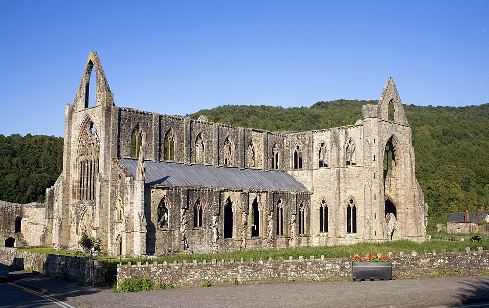 Late afternoon view of South and West sides of Tintern Abbey, Monmouthshire, Wales, United Kingdom, Europe