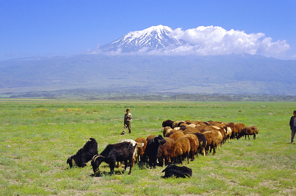 Herd of goats and goatherder in the plains beneath Mount Ararat, Turkey, Europe