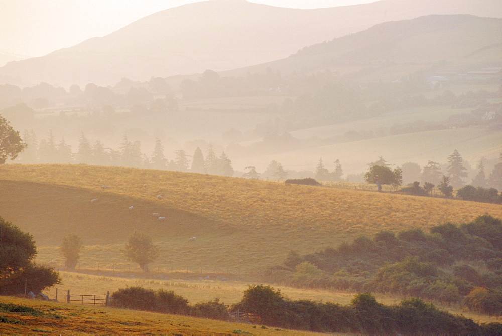 Wicklow Mountains, County Wicklow, Ireland/Eire