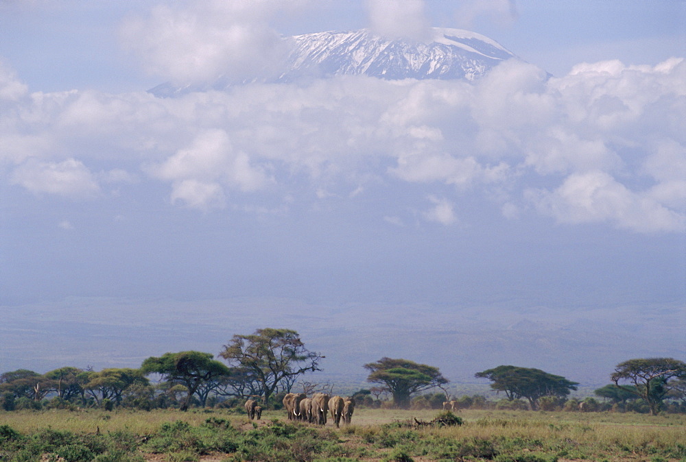 Amboseli National Park and Mt. Kilimanjaro, Kenya, Africa