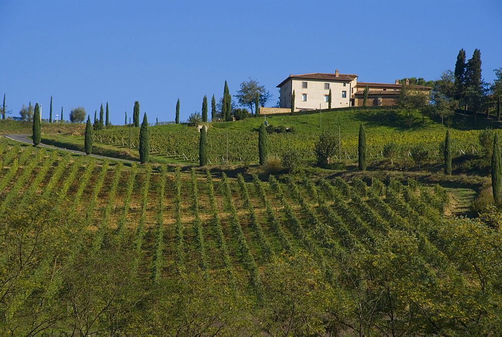 Vineyards at Lucignano, Tuscany, Italy, Europe