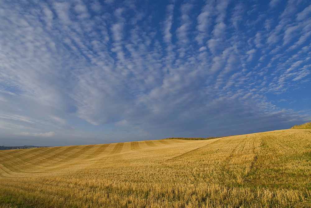 Stubble in field, Devon, England, United Kingdom, Europe 