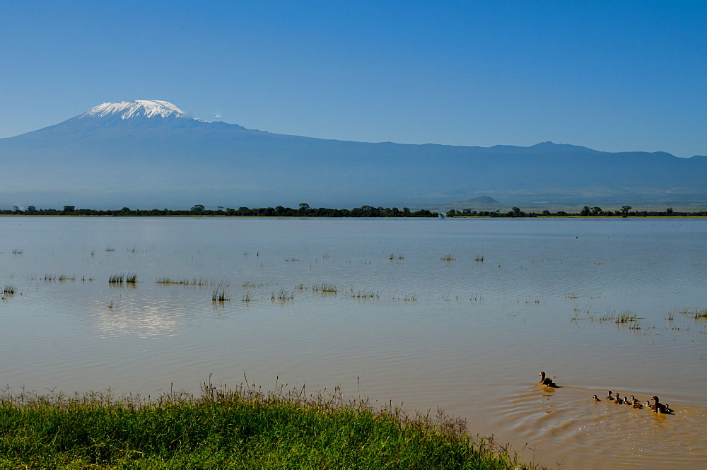 Amboseli National Park and Mount Kilimanjaro, Kenya, East Africa, Africa