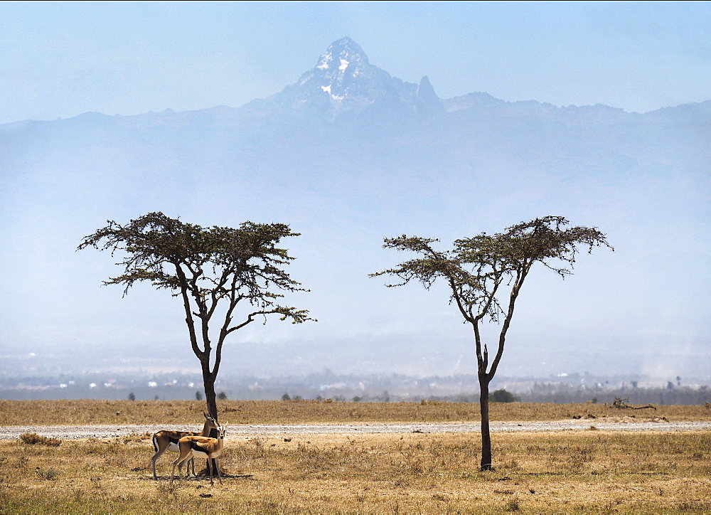 Acacia trees with Mount Kenya on Ol Pejeda Conservancy, Central Kenya, East Africa, Africa