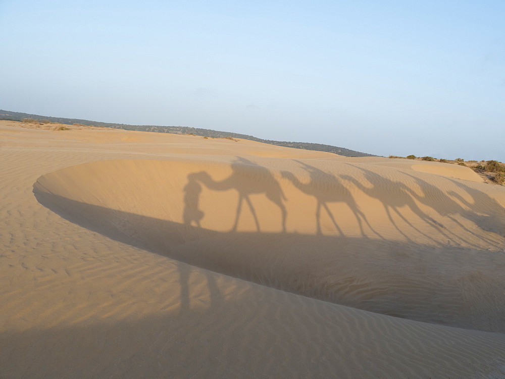 Essaouira beach camel shadows, Morocco, North Africa, Africa