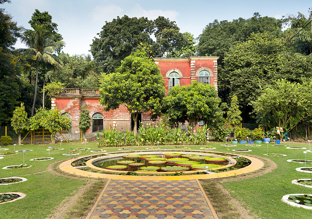 Aquatic plants section, Botanical Gardens, Kolkata, West Bengal, India, Asia